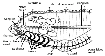 earthworm diagram nephridia 10 earthworm diagram nephridia 10